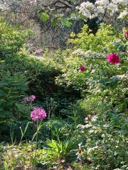fleurs.jpg