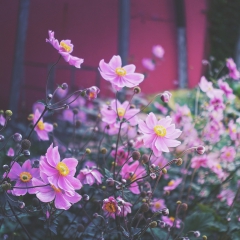 fleurs.jpg