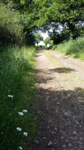 chemin.jpg